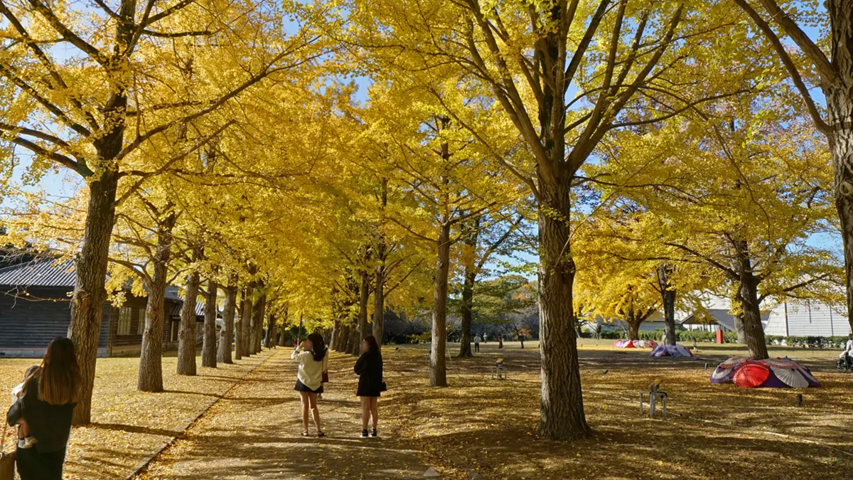 茨城県立歴史館の銀杏並木と中央広場の紅葉景景観とVRツアーリンク