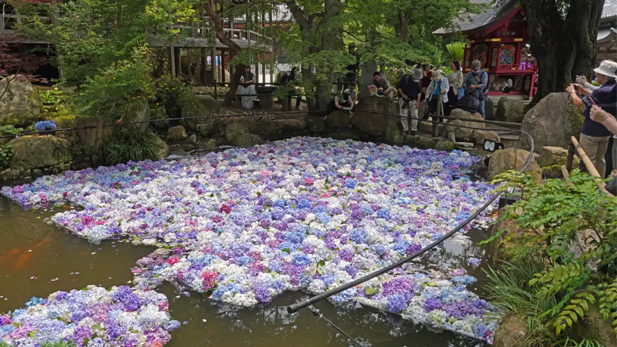茨城県の天引観音のあじさい祭り期間の花手水の景観写真