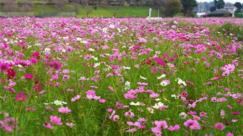 茨城県のコスモス畑の景観