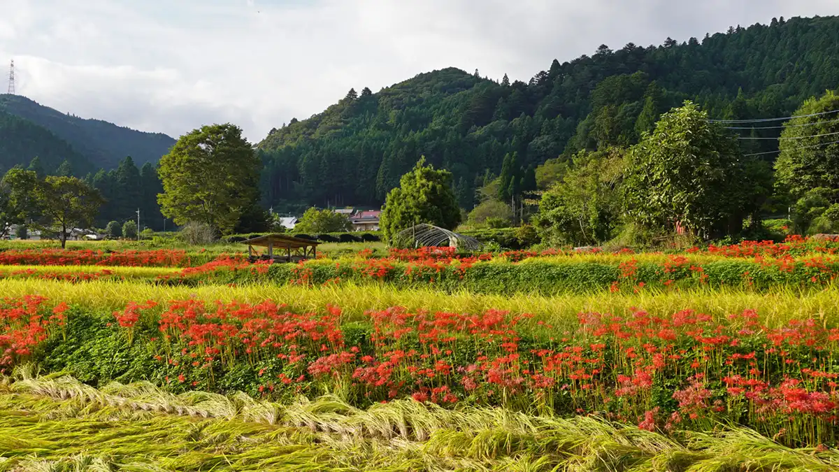 茨城県大子町の佐貫の彼岸花群生地の景観