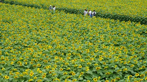 茨城県のひまわり畑の景観