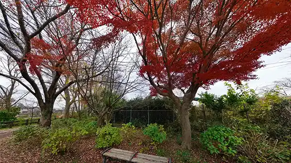 茨城県下妻市の砂沼大橋の西側遊歩道の紅葉の様子