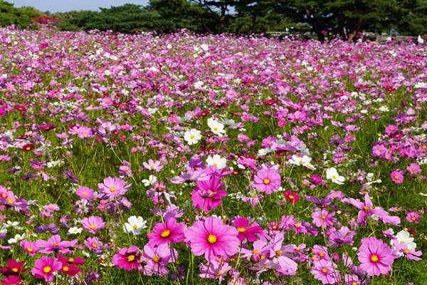 茨城県のコスモス畑の景観写真