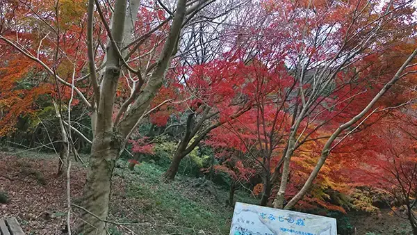 茨城県土浦市のもみじの森の紅葉景観写真とVRツアーリンク