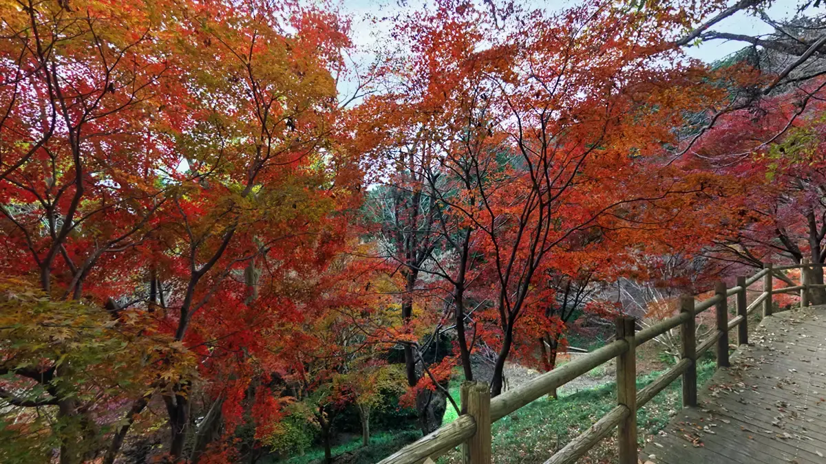 茨城県土浦市のもみじの谷の紅葉景観写真