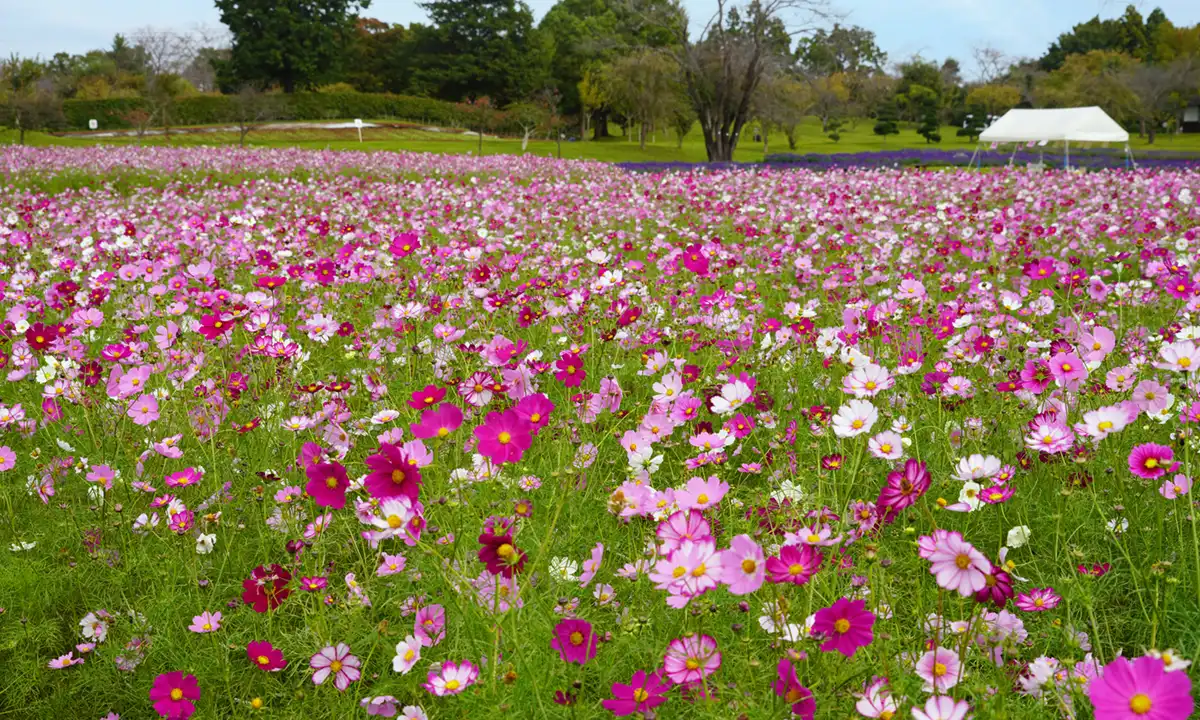 牛久市・牛久大仏のコスモス畑の開花写真とVRツアーのリンク