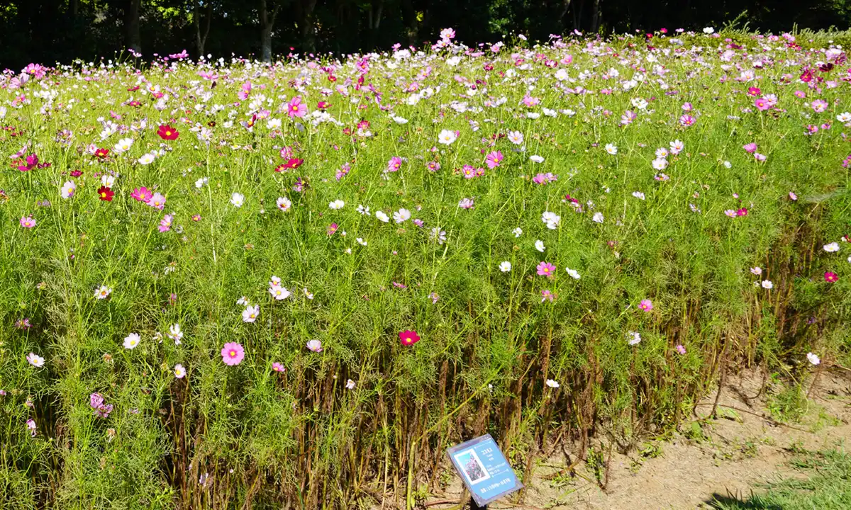 茨城県稲敷市のこもれび森のイバライドのコスモス畑景観とVRツアーリンク