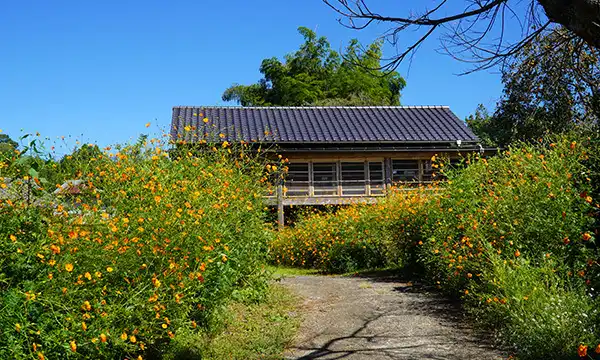 石岡市の小倉のキバナコスモス畑