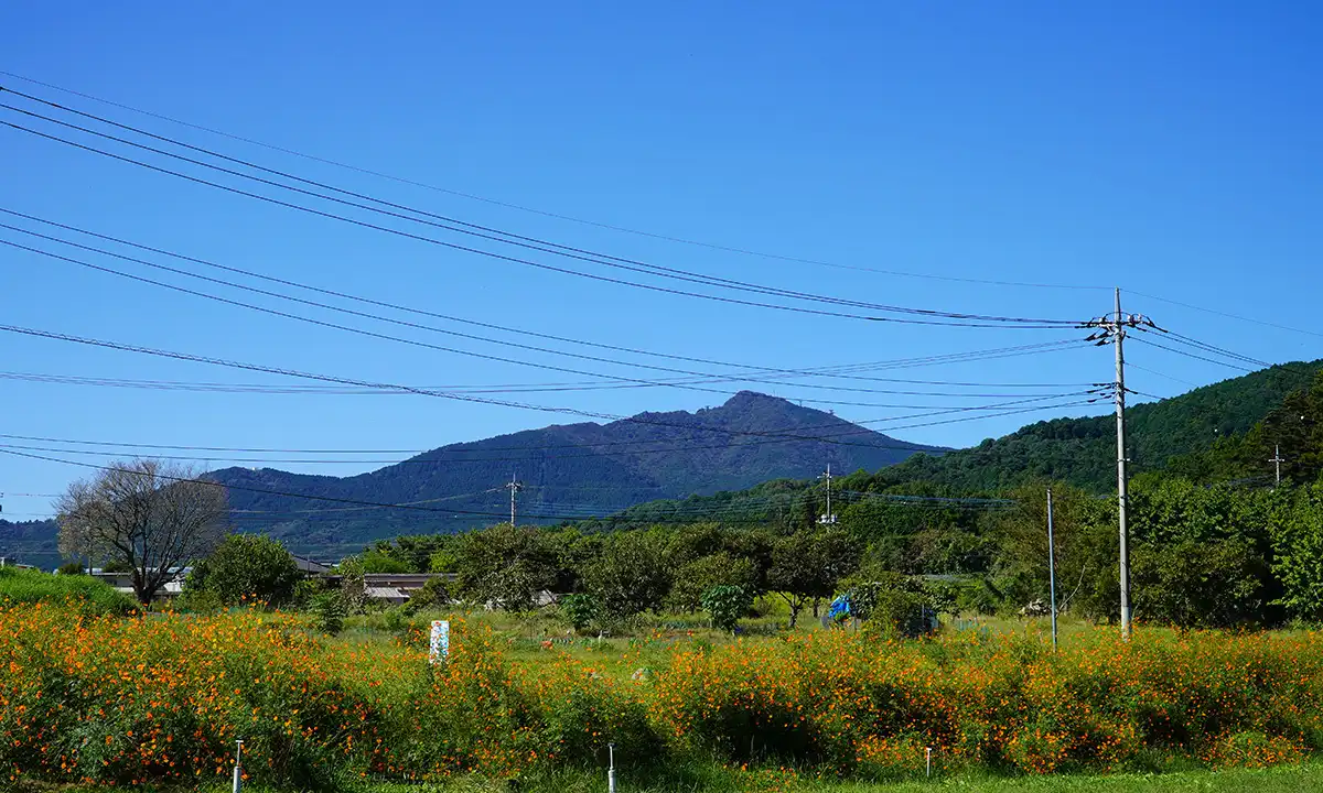 石岡市小倉のキバナコスモス畑の南西側の景観写真とVRツアーのリンク