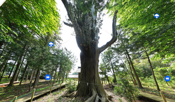 茨城県石岡市の巨木おすすめスポットの佐久の大杉