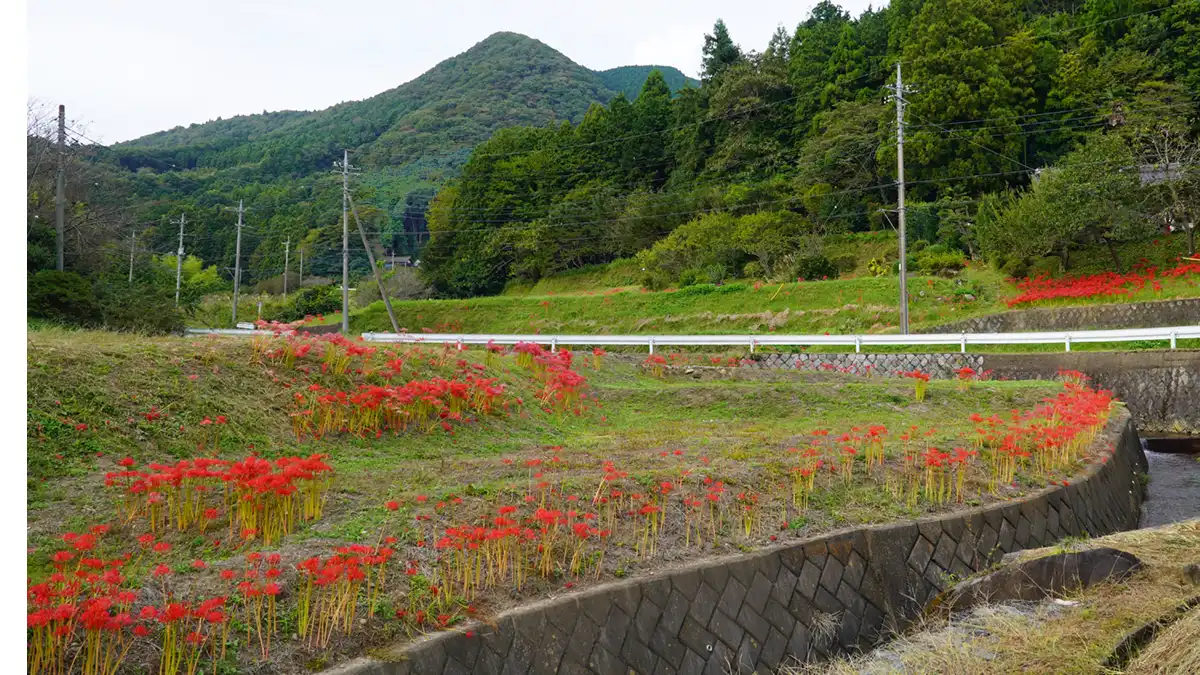 石岡市太田の北部の彼岸花群生地の景観写真とVRツアー