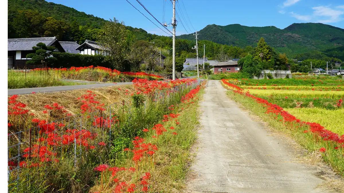 石岡市太田の南部の彼岸花群生地の景観写真とVRツアー