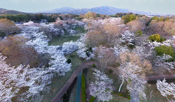 桜川市の桜・山桜の名所・花見・桜まつり観光案内：茨城VRツアー