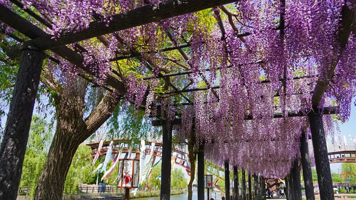 遊覧ろ舟乗船場の西側からの藤棚の花の景観写真