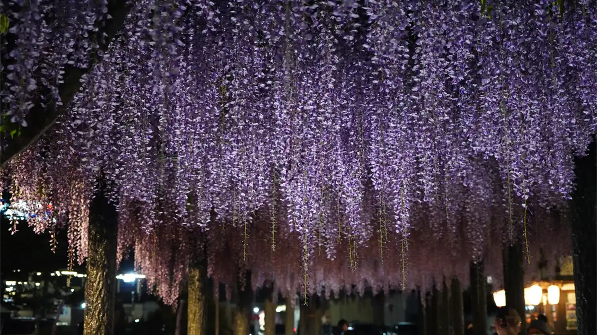 水郷潮来藤祭りライトアップ時の「藤波の径」の藤の花の写真