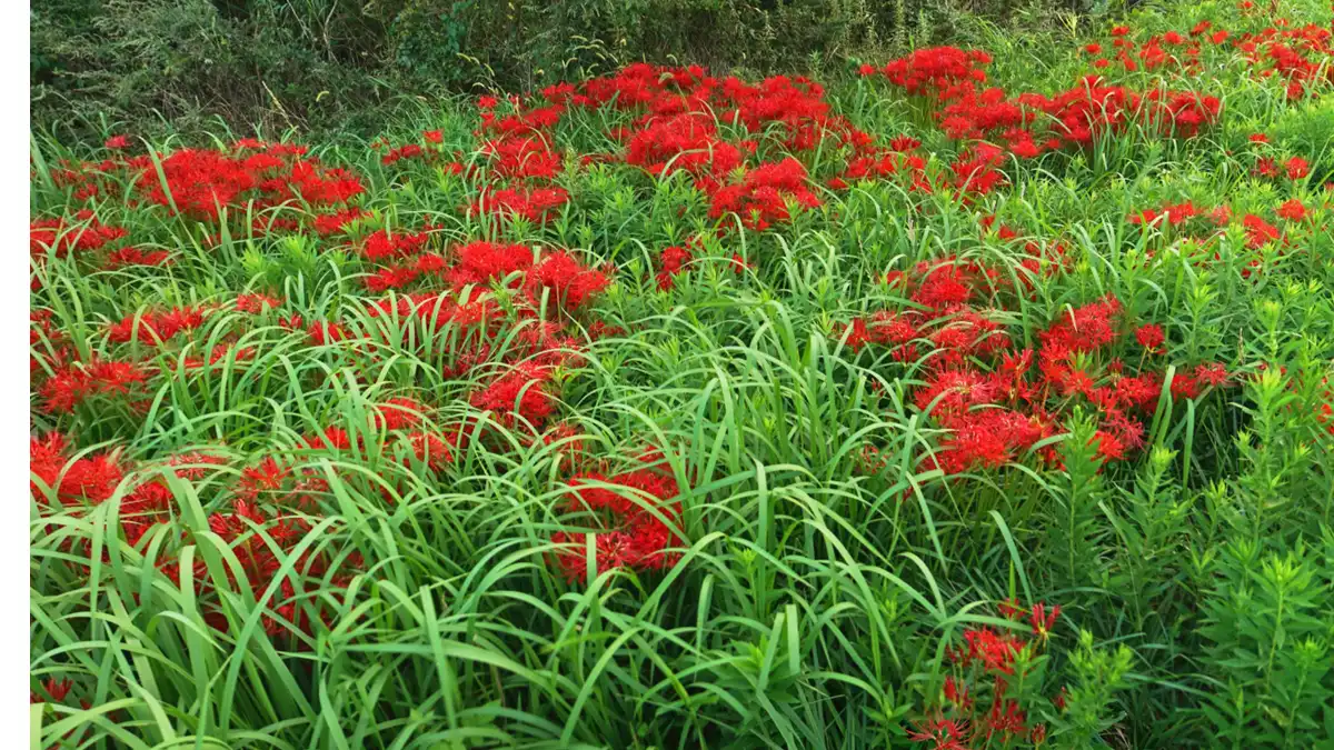 潮来市の彼岸花群生地の開花の様子