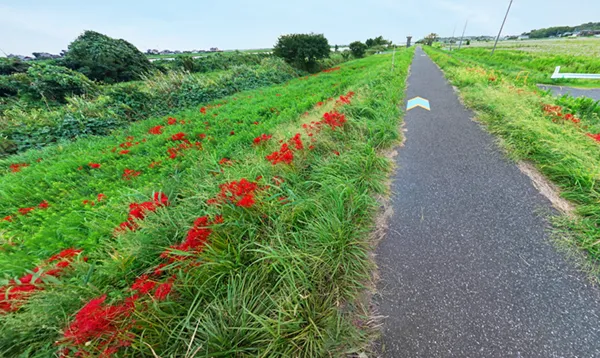 茨城県潮来市潮来の彼岸花群生地