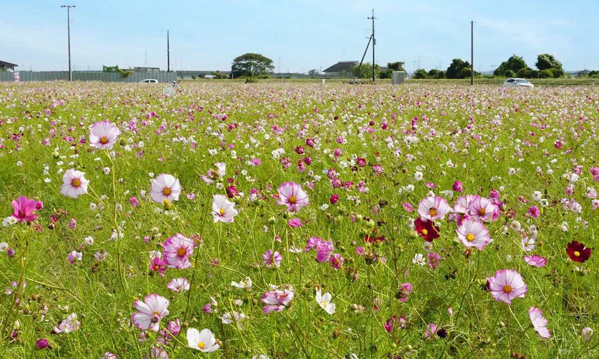 茨城県潮来市のコスモス畑の中央畦道からの様子写真