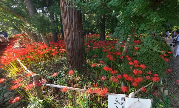 茨城県常総市の弘経寺の彼岸花群生地