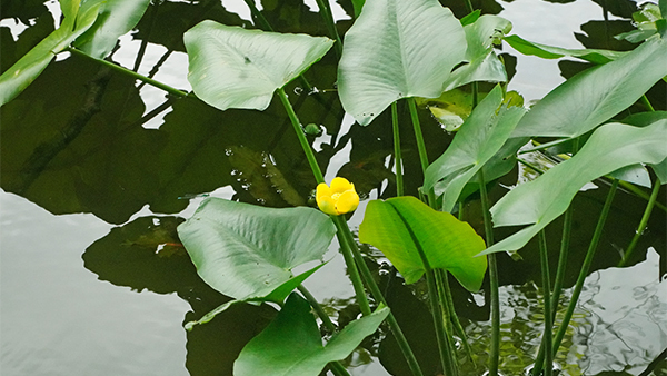 コウホネの葉と花の景観写真