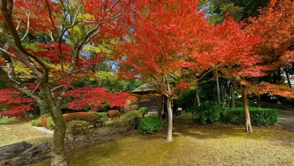 偕楽園公園 歴史館エリアの紅葉景観写真