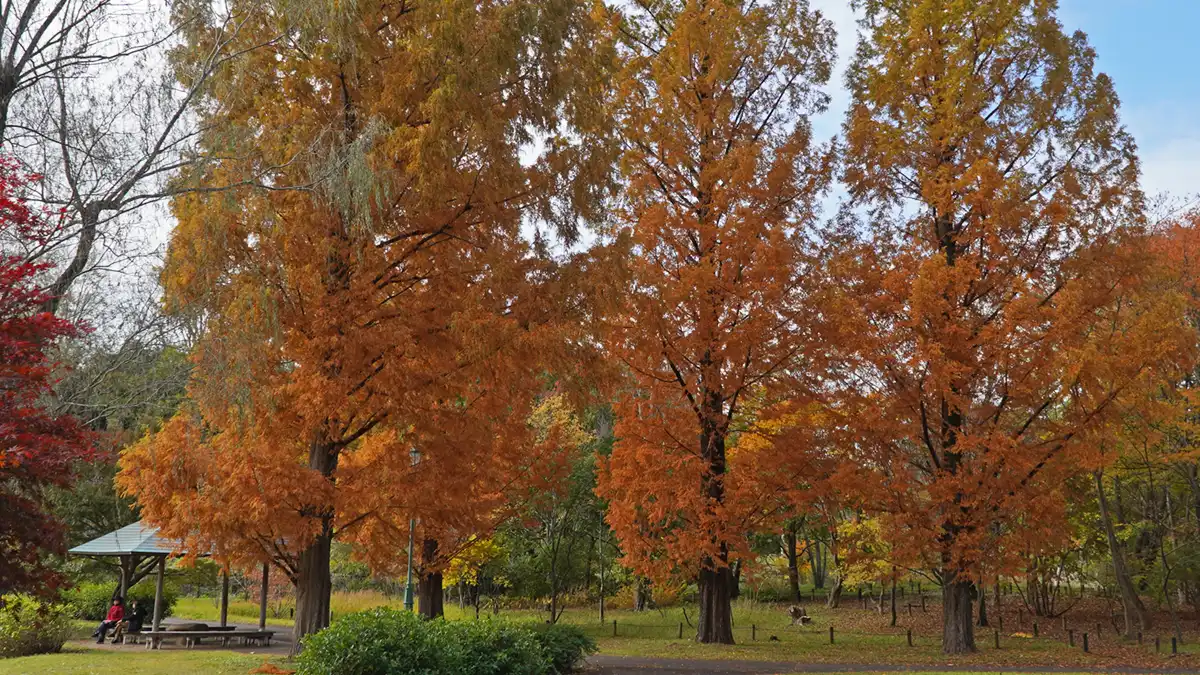 偕楽園公園の蓮池と野草園の間の通路のメタセコイヤの紅葉景観写真