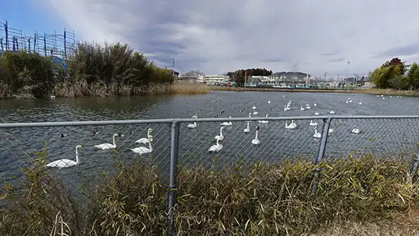 茨城県笠間市の白鳥飛来地・二つ池の東側からの白鳥