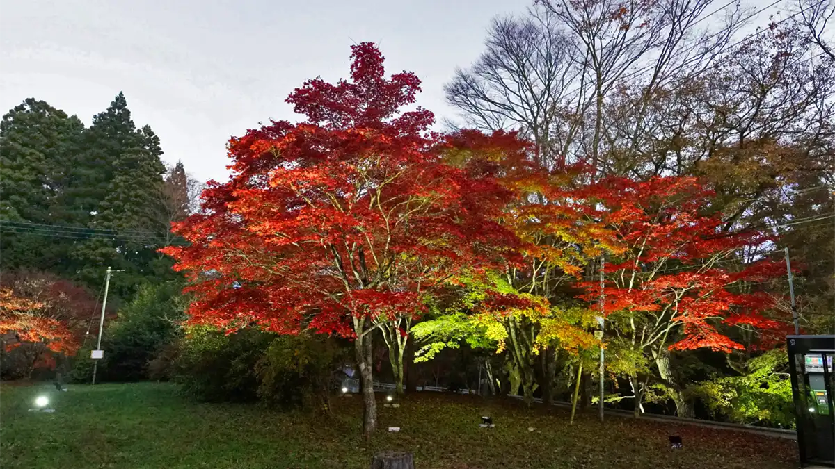 北茨城市の花園もーるの紅葉ライトアップ景観スポット