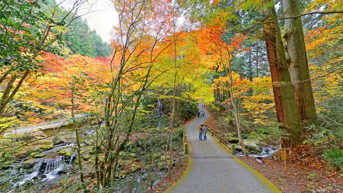 茨城県北茨城市の花園神社の石尊の滝と渓谷の紅葉景観スポット