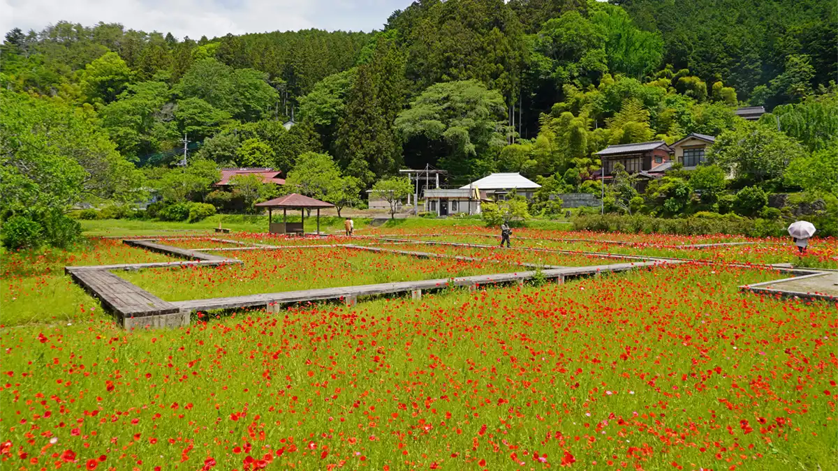 茨城県常陸大宮市の三浦杉公園のポピー畑の開花景観写真