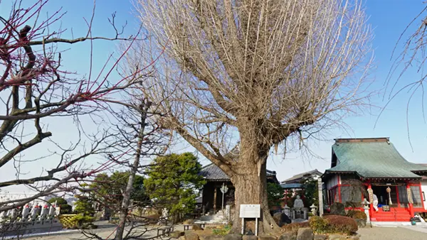 中根寺の大イチョウの景観写真