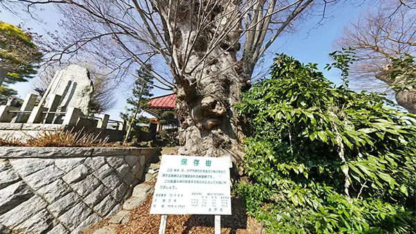 水戸市の中根寺の2本の大ケヤキの景観写真とVRツアー