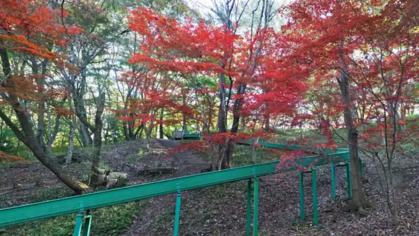 水戸市森林公園のこどのも谷広場の紅葉景観写真とVRツアーリンク