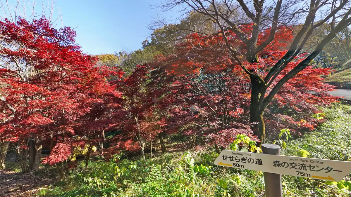 こどもの谷広場の道路側の紅葉景観者品とVRツアー論く