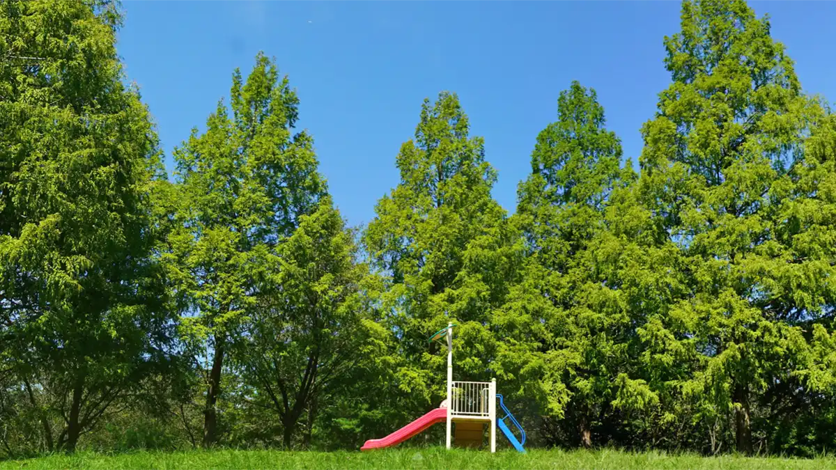 水戸市森林公園の恐竜広場のメタセコイヤの景観とVRツアーリンク