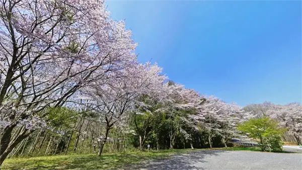 水戸市森林公園・さくらの丘南側の桜開花景観写真とVRツアーリンク