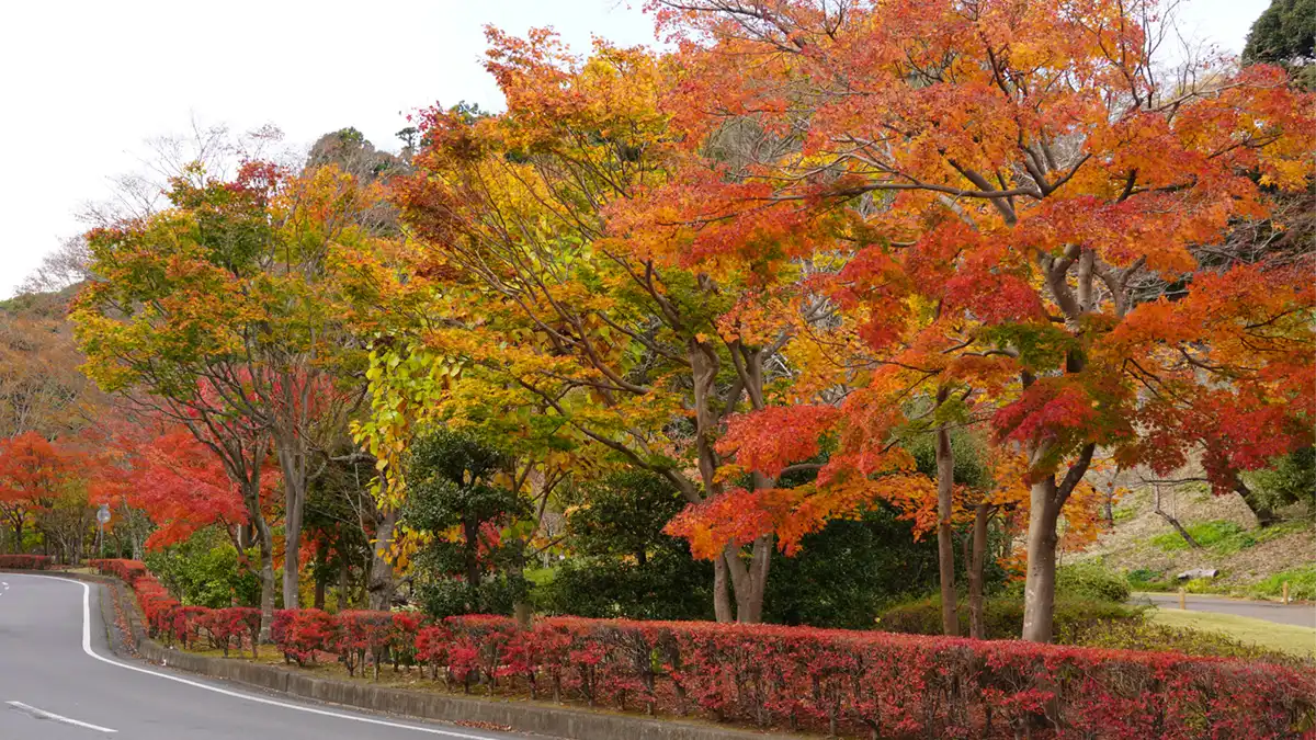 水戸市の偕楽園もみじ谷の紅葉景観写真