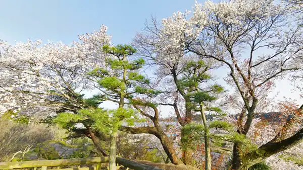 偕楽園見晴し広場の南西側の山桜景観写真とVRツアーリンク