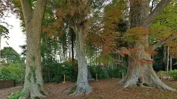 水戸八幡宮の烈公御涼書の紅葉景観写真