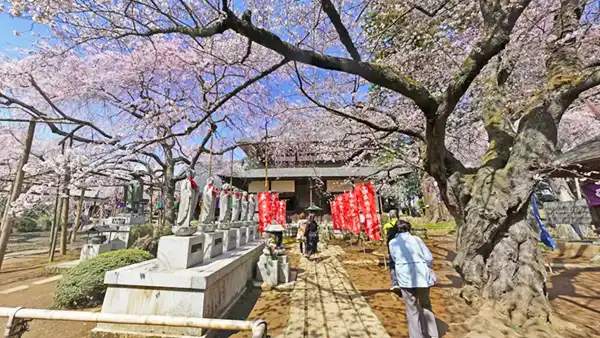 水戸市の六地蔵寺のソメイヨシノ古木の開花景観写真とVRツアーリンク