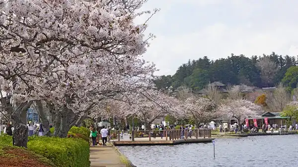水戸市千波湖西側付近の桜開花の景観写真