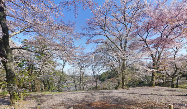 茨城県の桜 花見の名所 桜祭り観光スポット案内 茨城vrツアー