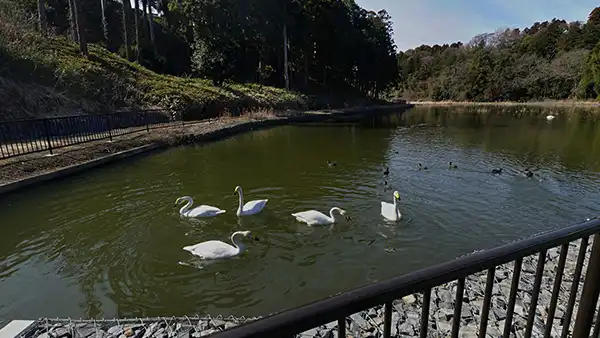  茨城県水戸市の白鳥飛来地・常照寺池