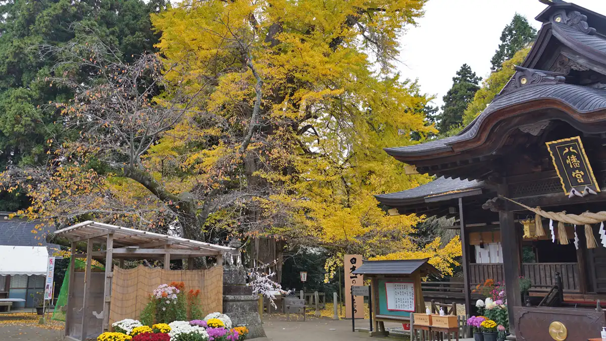 茨城県水戸市の水戸八幡宮の拝殿とお葉月イチョウの黄葉