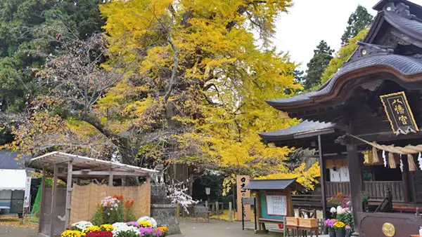 茨城県水戸市の水戸八幡宮の拝殿とお葉月イチョウの黄葉