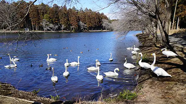 茨城県水戸市の白鳥飛来地おすすめスポットの清水沼