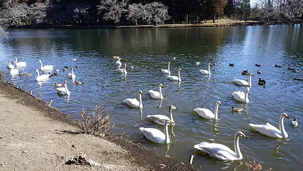 白鳥の飛来地清水池の南側