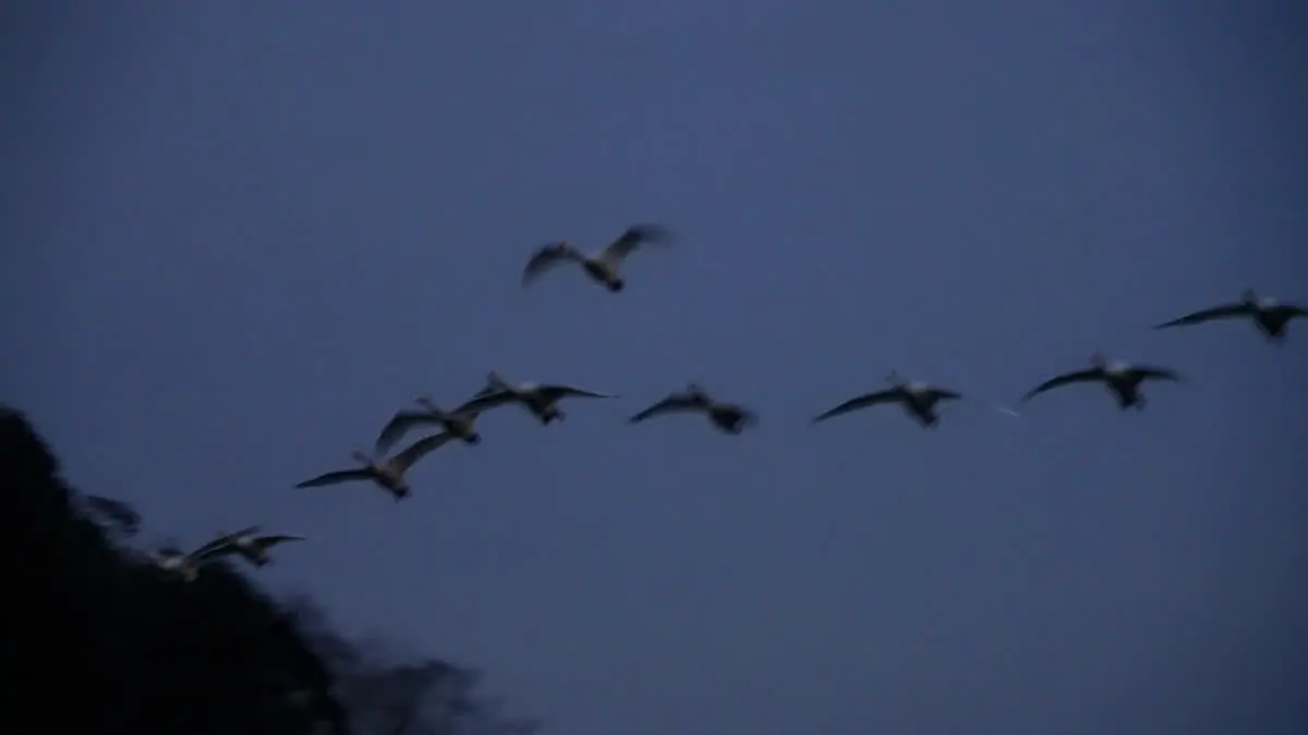 水戸市清水沼の白鳥の戻り飛行の様子