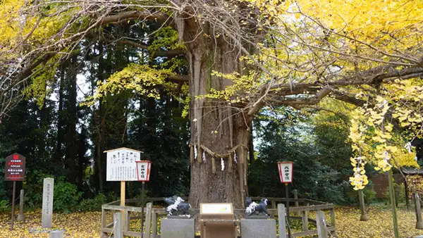 水戸市の白旗山八幡宮のお葉付イチョウ景観写真