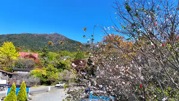 がま公園付近の紅葉時期の冬山桜
